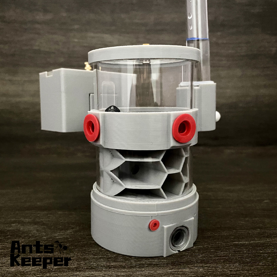 Begonia Rex - 【Honeycomb】360 Degree Viewing Angle Expandable Ants