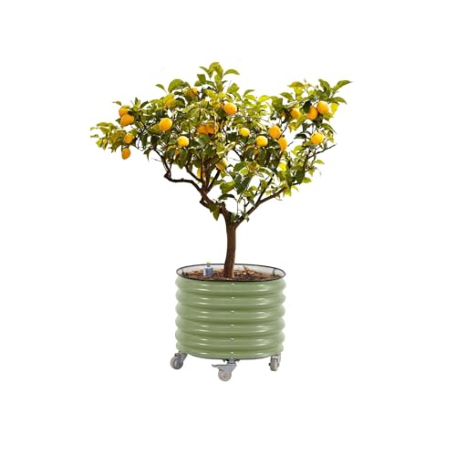 Aloe Vera Pot - Self-Watering Rolling Metal Citrus Tree Planter