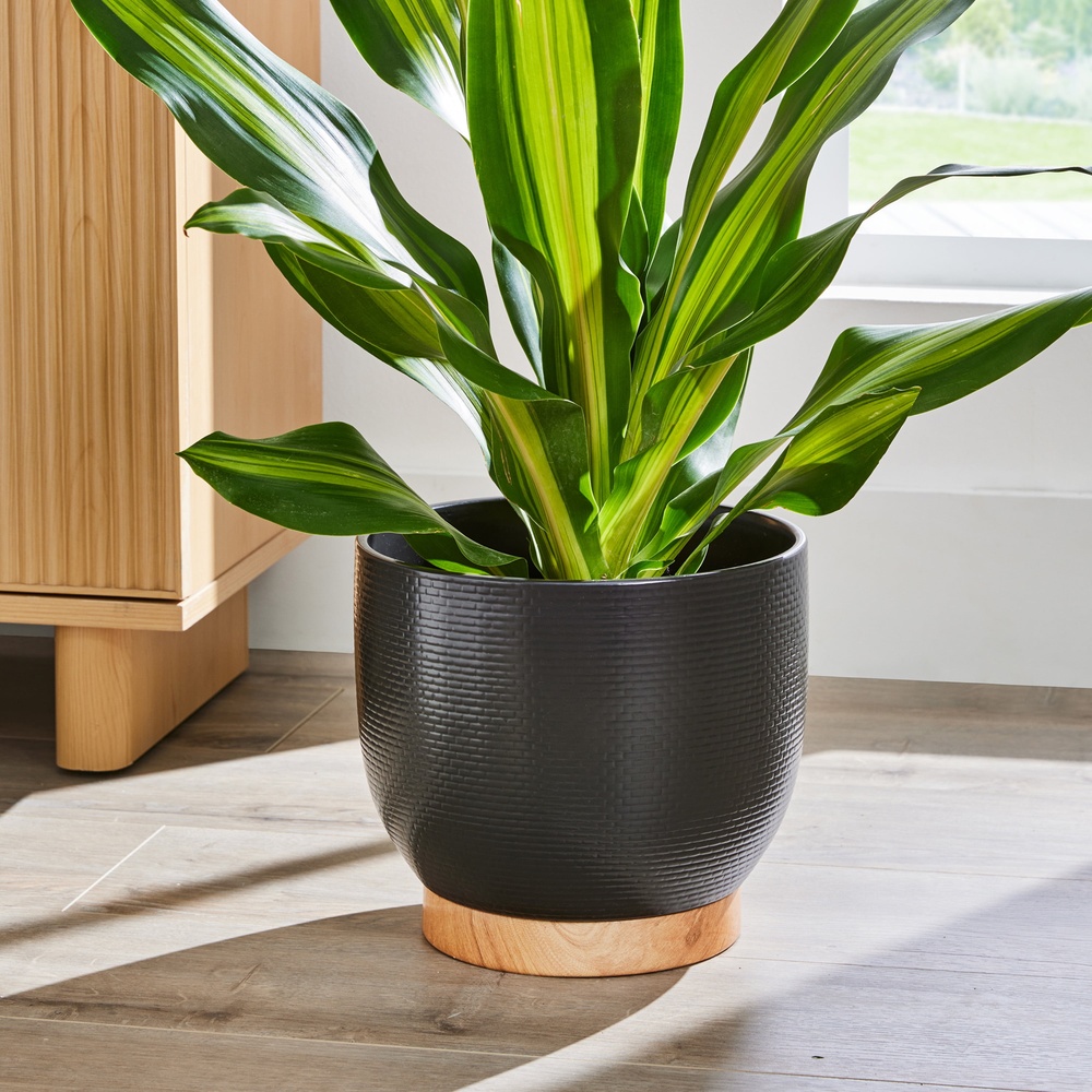 10 Inch Woven Black Ceramic Pl - đánh giá và giá Aloe Vera Pot