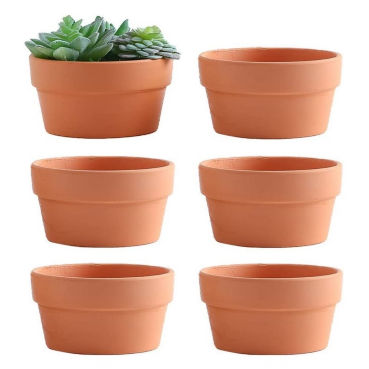 6 PCS Terracotta Buld Pots 3.5 - đánh giá và giá Echeveria Succulent