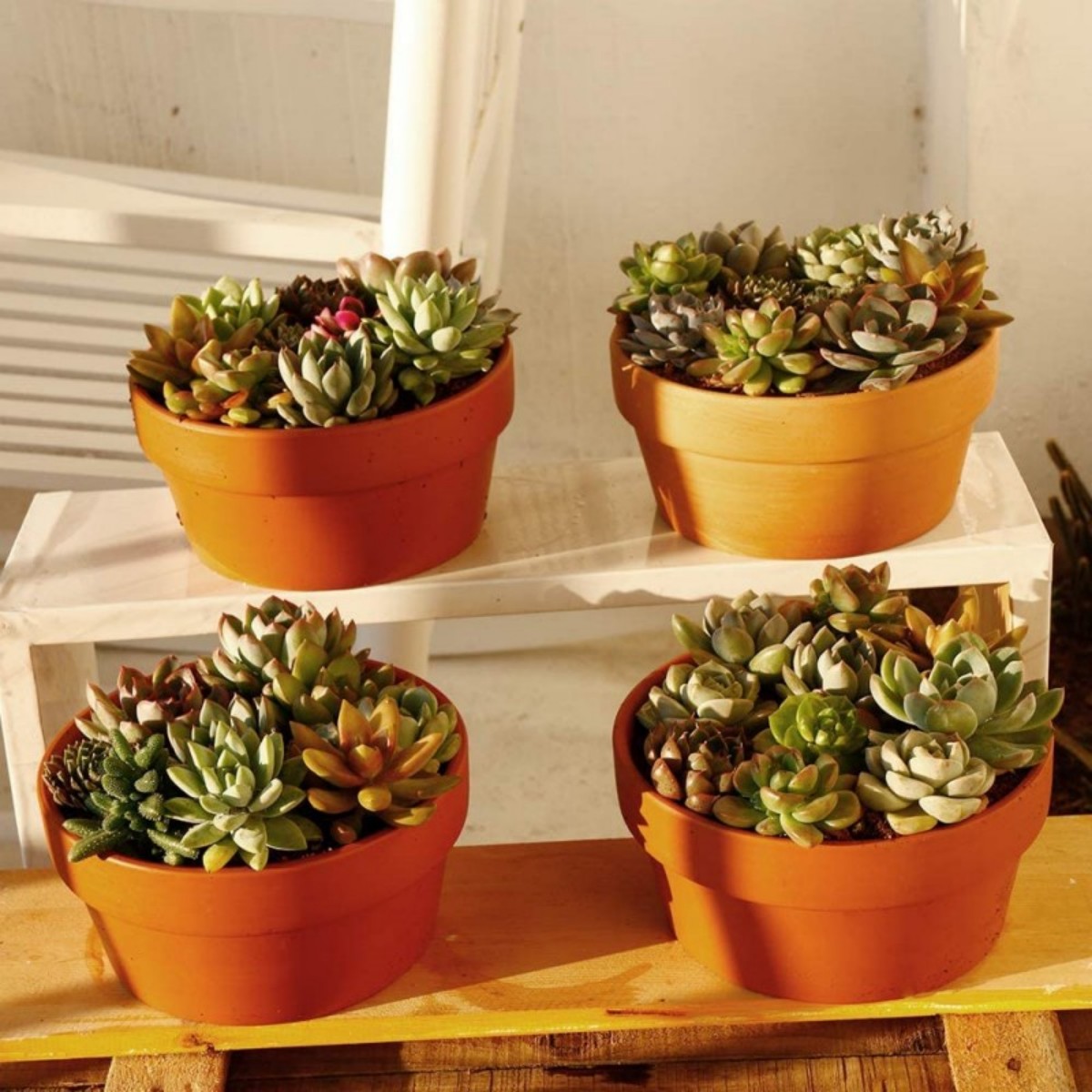 6 PCS Terracotta Buld Pots 3.5 - đánh giá và giá Echeveria Succulent