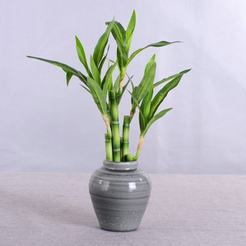 New 40cm rFtificial Lucky Bamb - đánh giá và giá Echeveria Succulent