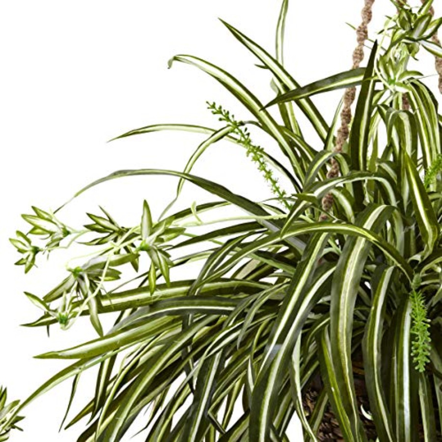 Spider Plant Hanging Basket - đánh giá và giá Spider Plant Hanging