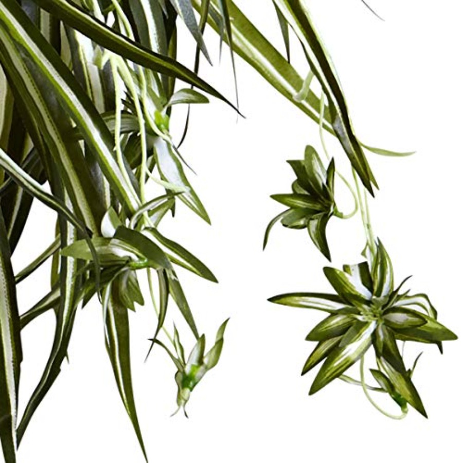 Spider Plant Hanging Basket - đánh giá và giá Spider Plant Hanging