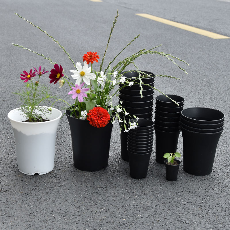 10pcs Thickened Flowerpot High - đánh giá và giá Echeveria Succulent