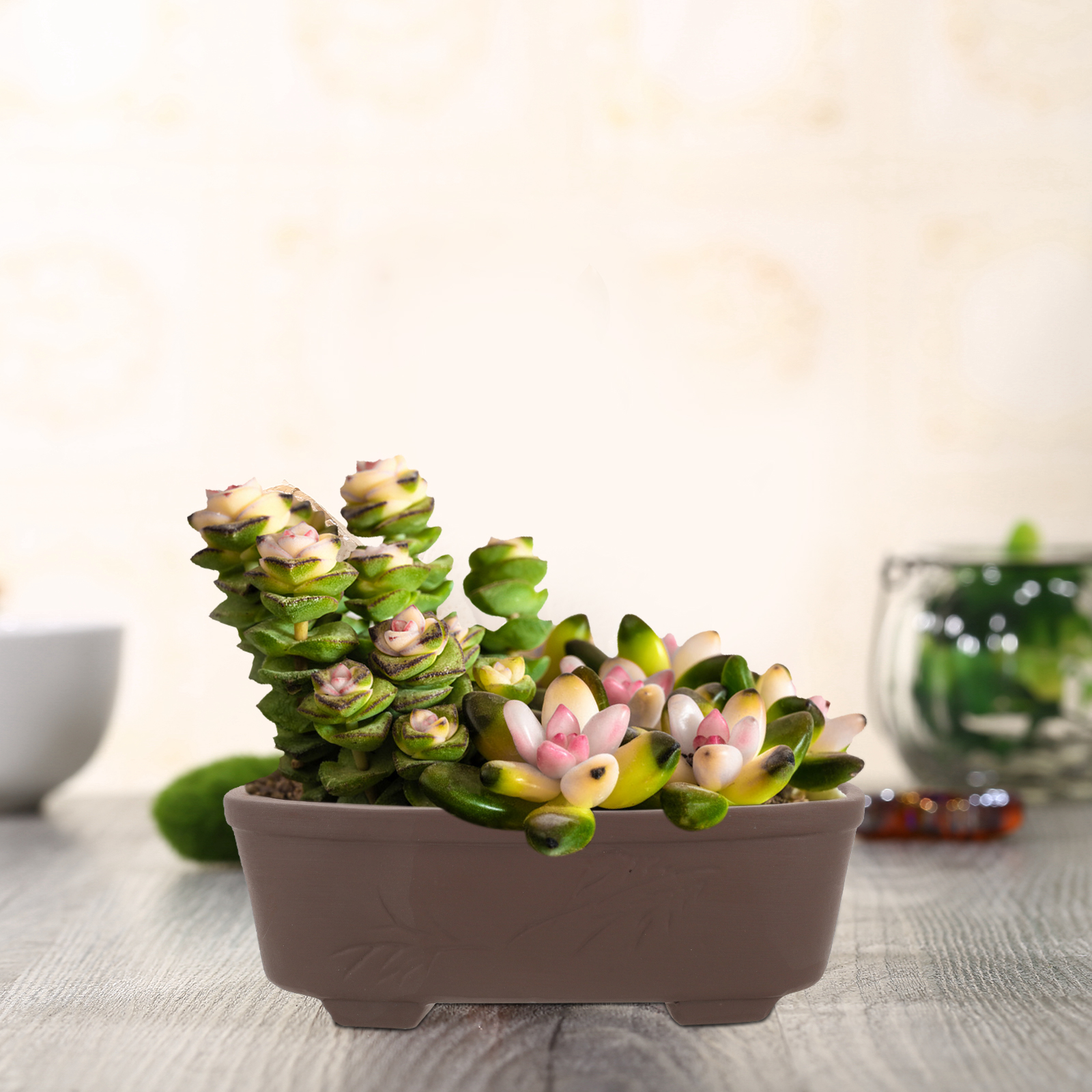 Handmade Vintage Style Clay Te - đánh giá và giá Pilea Peperomioides