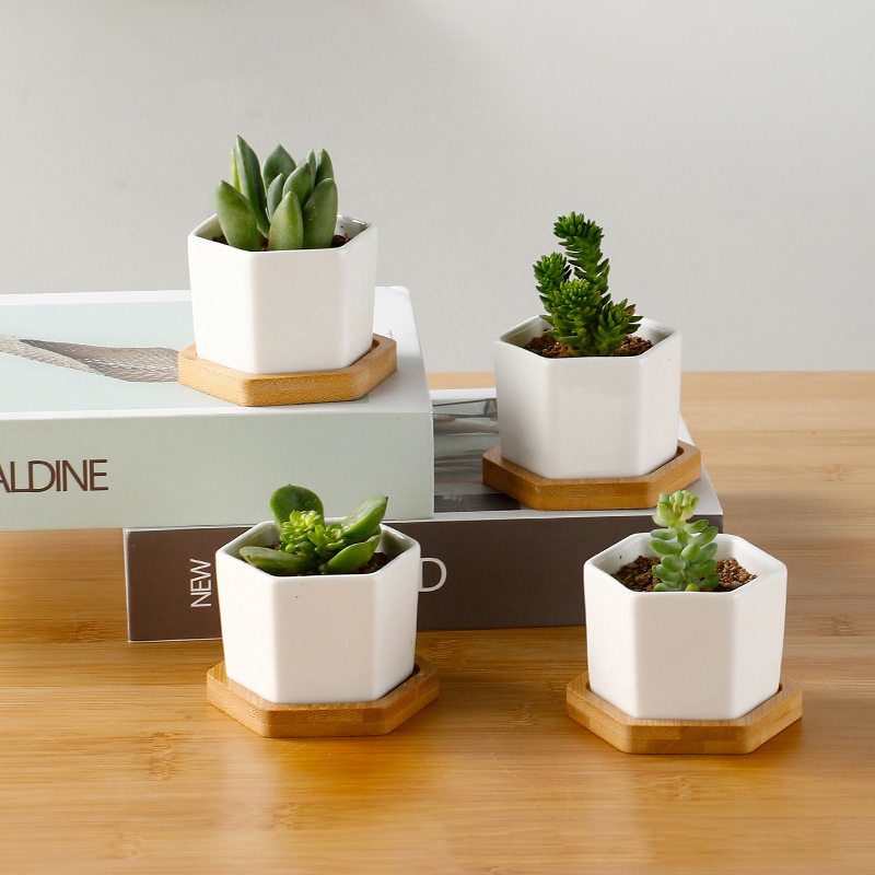 Ceramic Flowerpot White Hexago - đánh giá và giá Echeveria Succulent