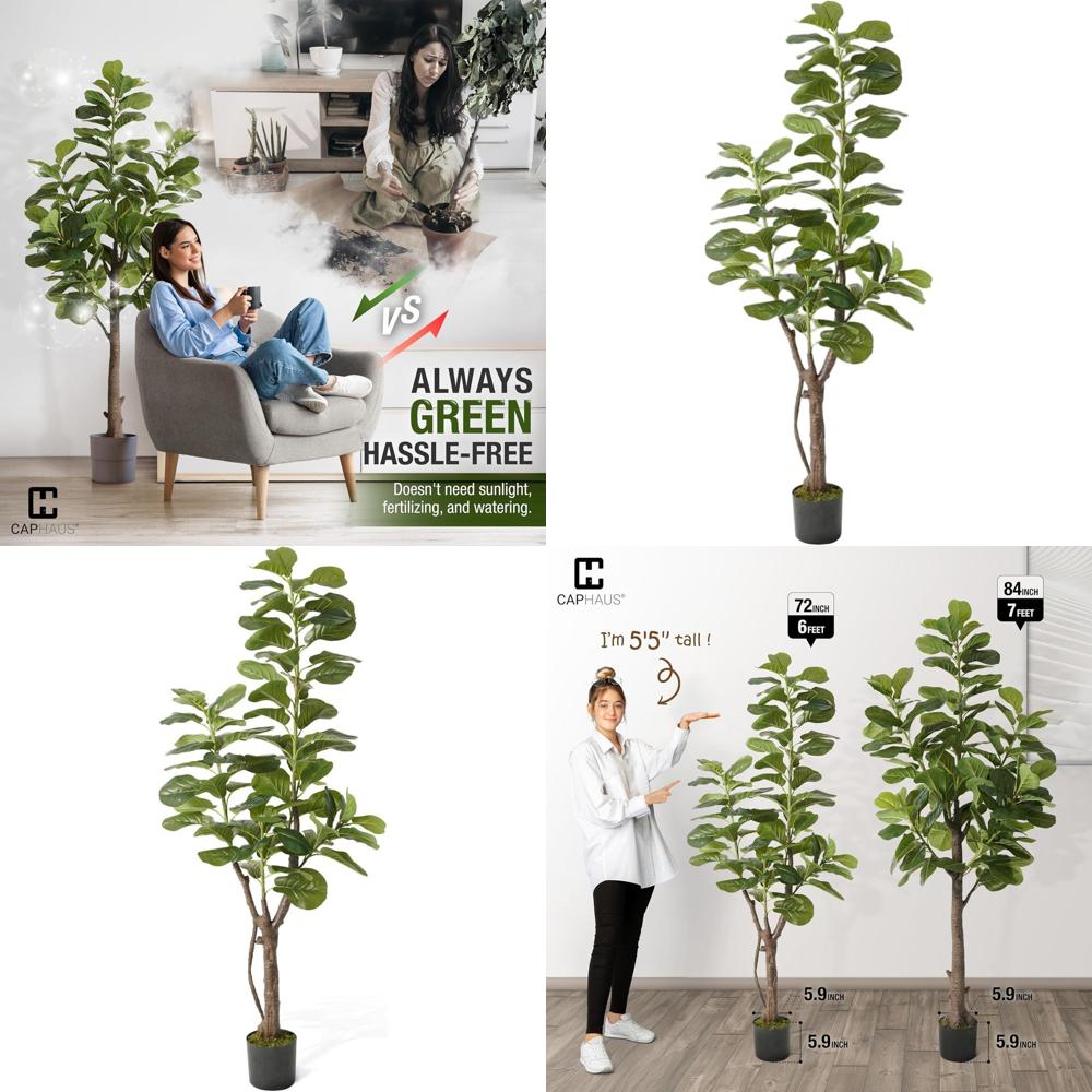 Potted Ficus Lyrata Tree, 6-7  - đánh giá và giá Ficus Lyrata Tree