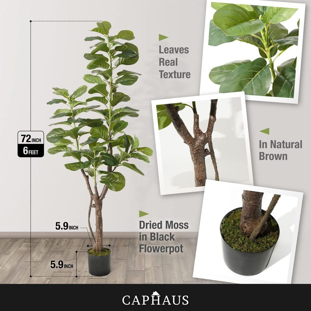 Potted Ficus Lyrata Tree, 6-7  - đánh giá và giá Ficus Lyrata Tree