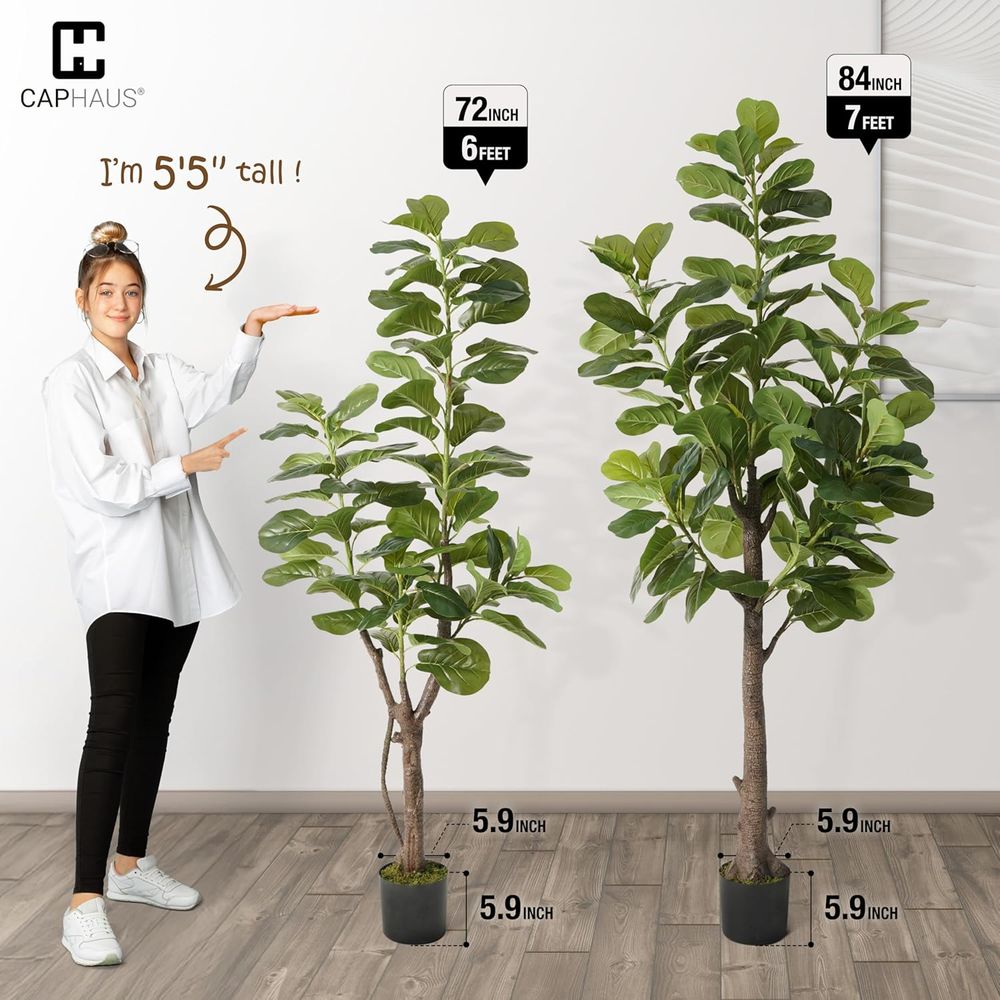 Potted Ficus Lyrata Tree, 6-7  - đánh giá và giá Ficus Lyrata Tree
