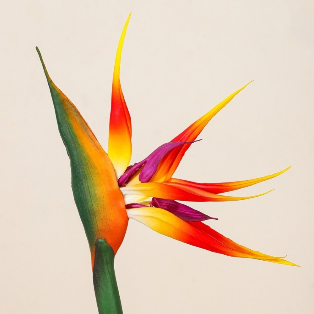Long Stem Artificial Bird of P - đánh giá và giá Bird Paradise Strelitzia