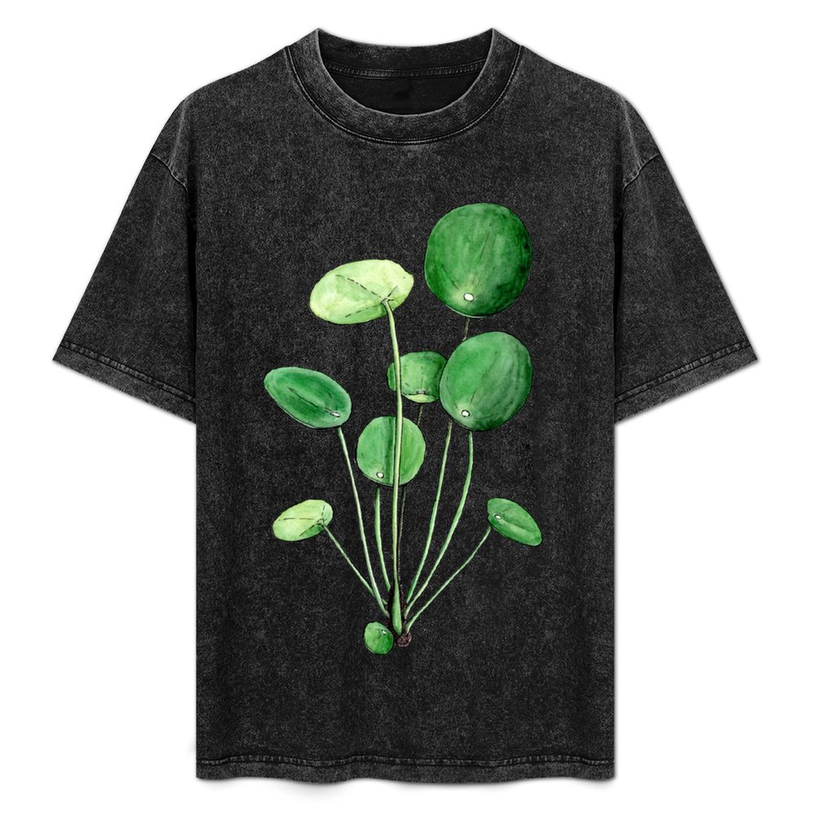 Pilea Peperomioides - Watercol - đánh giá và giá Pilea Peperomioides