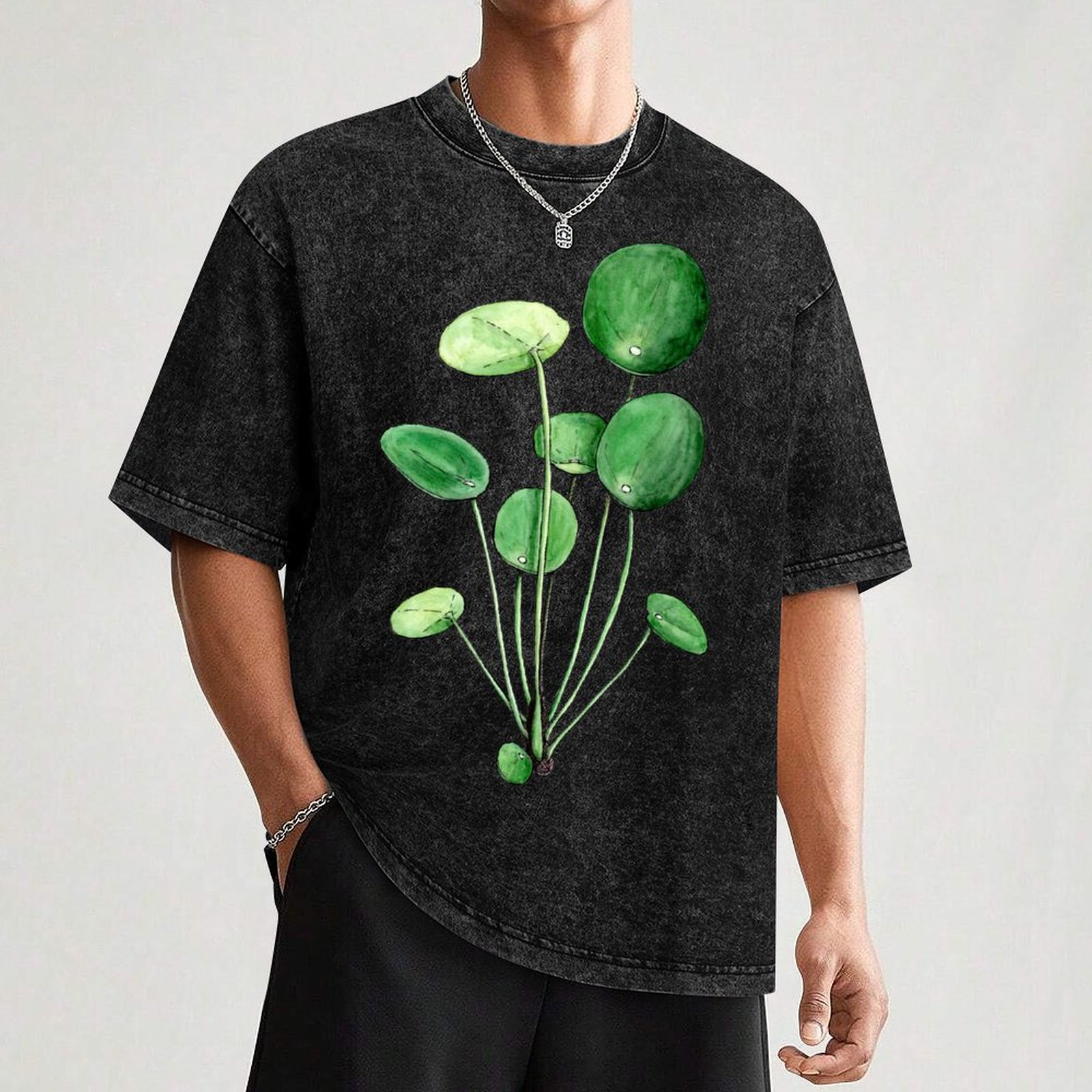 Pilea Peperomioides - Watercol - đánh giá và giá Pilea Peperomioides