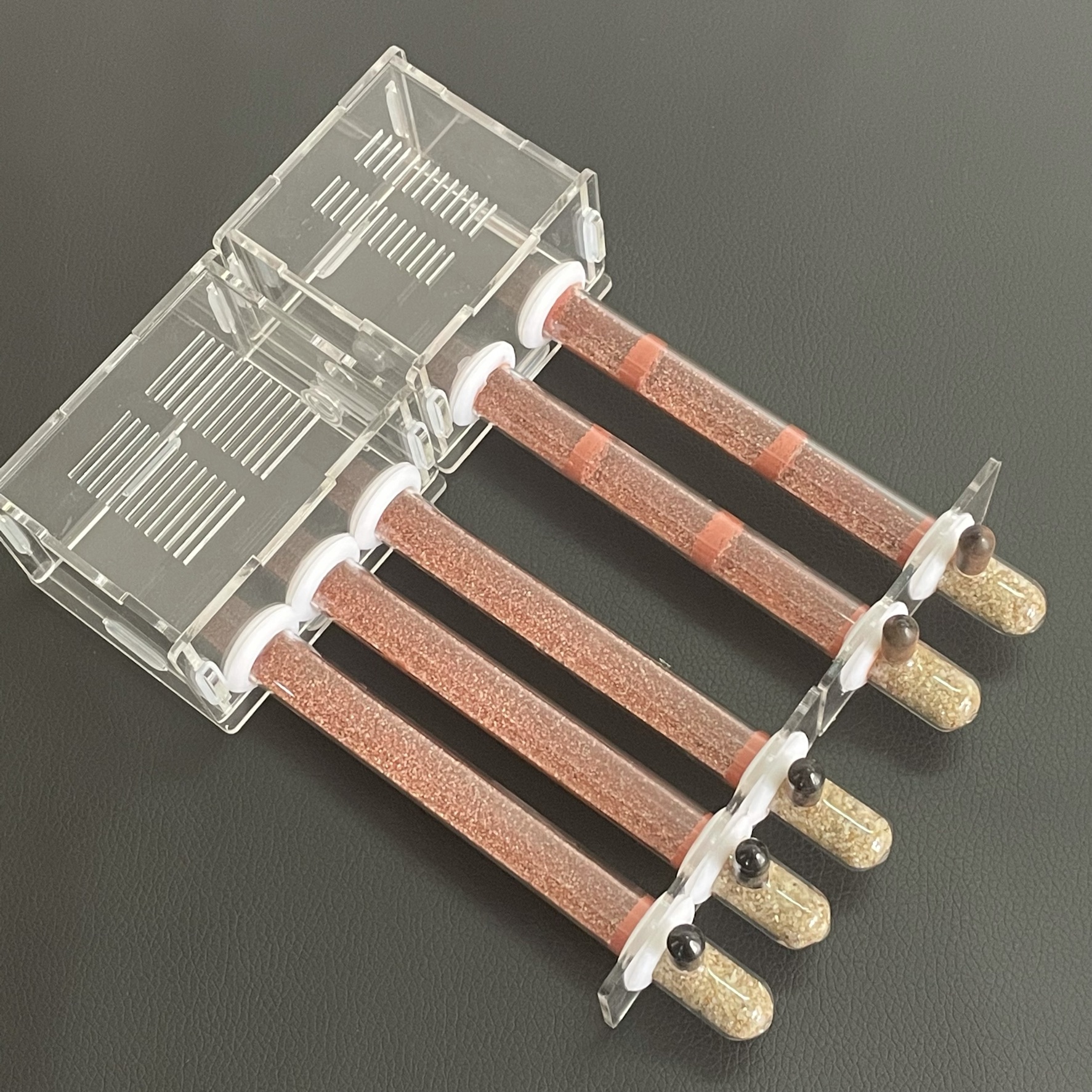Ecological moisturing sand Ant - đánh giá và giá Begonia Rex
