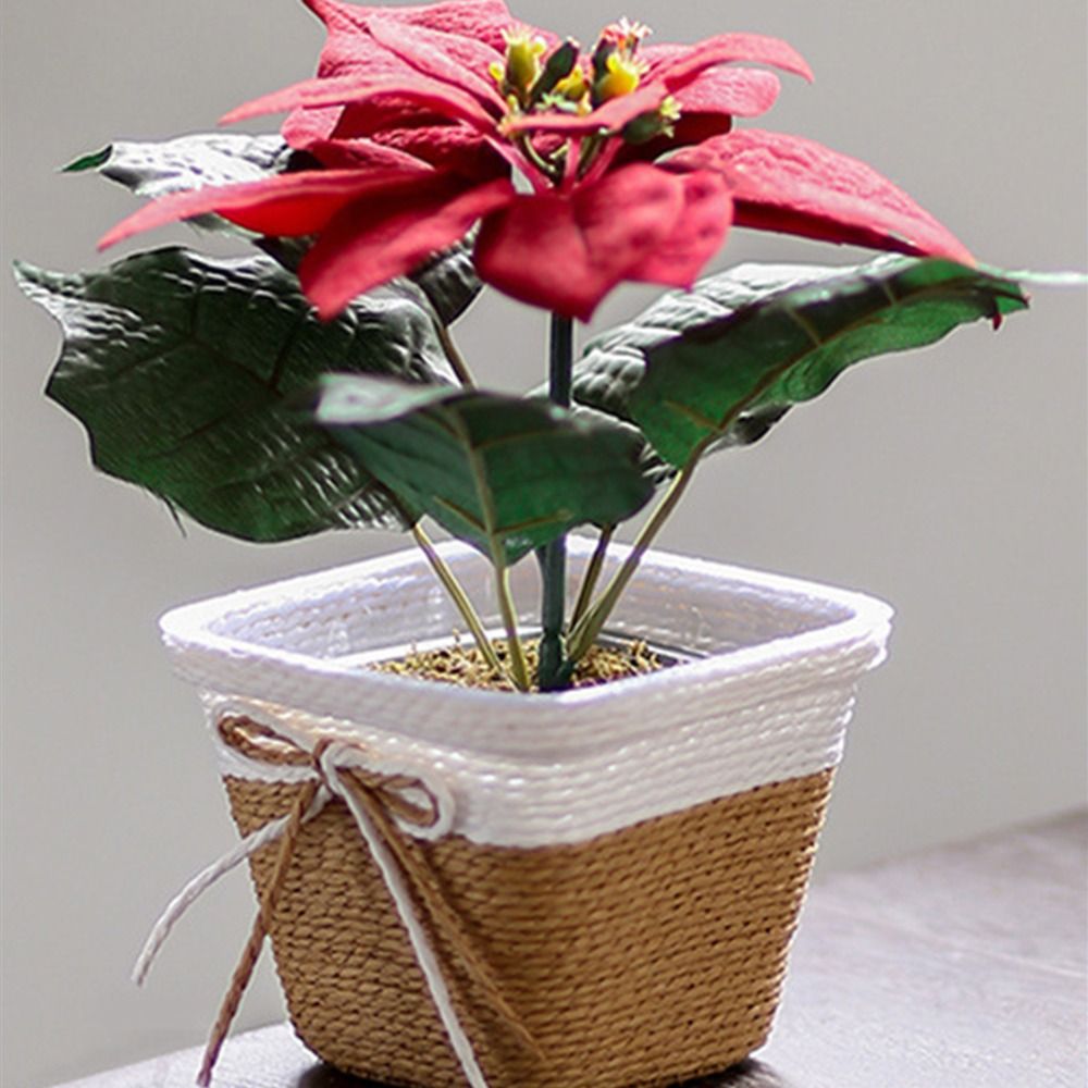 Paper Rope Braided Braided Flo - đánh giá và giá Aloe Vera Pot