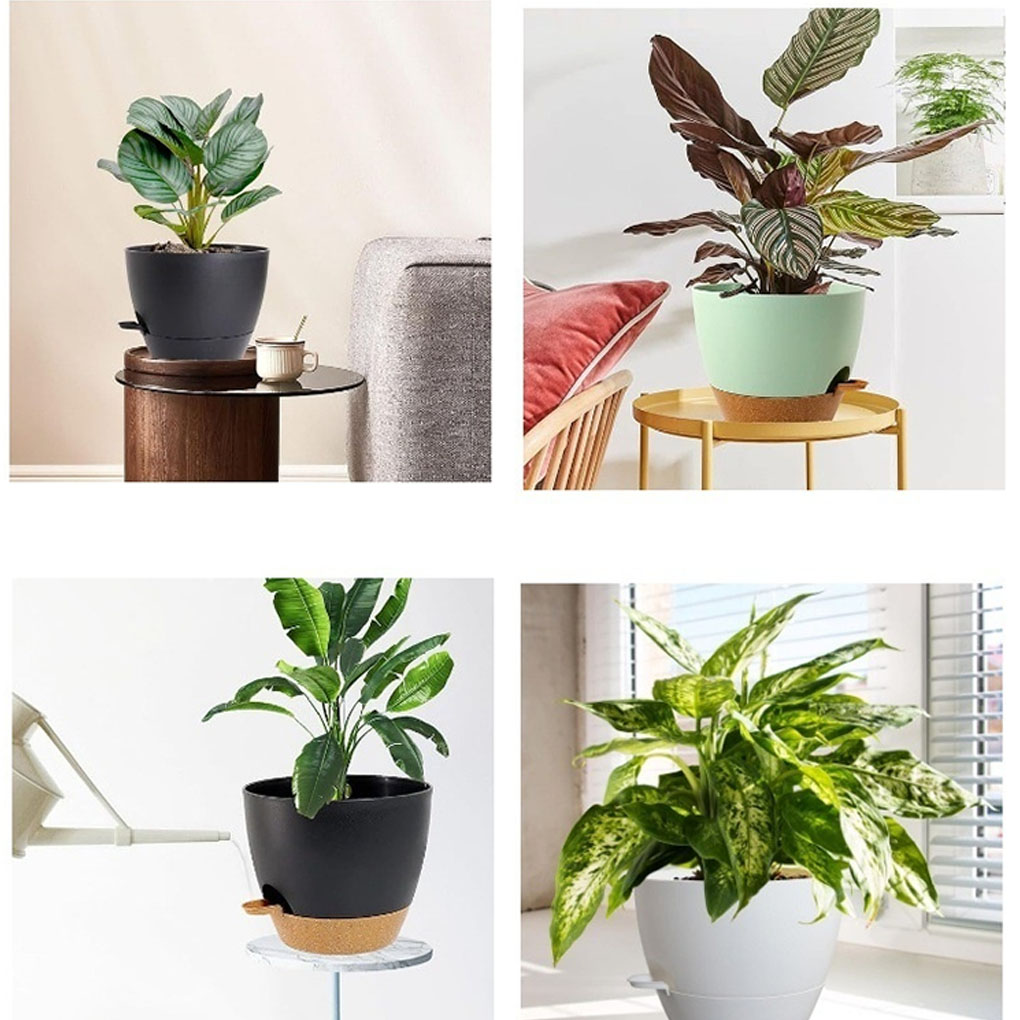 5piece Indoor Flower Pots With - đánh giá và giá Aloe Vera Pot