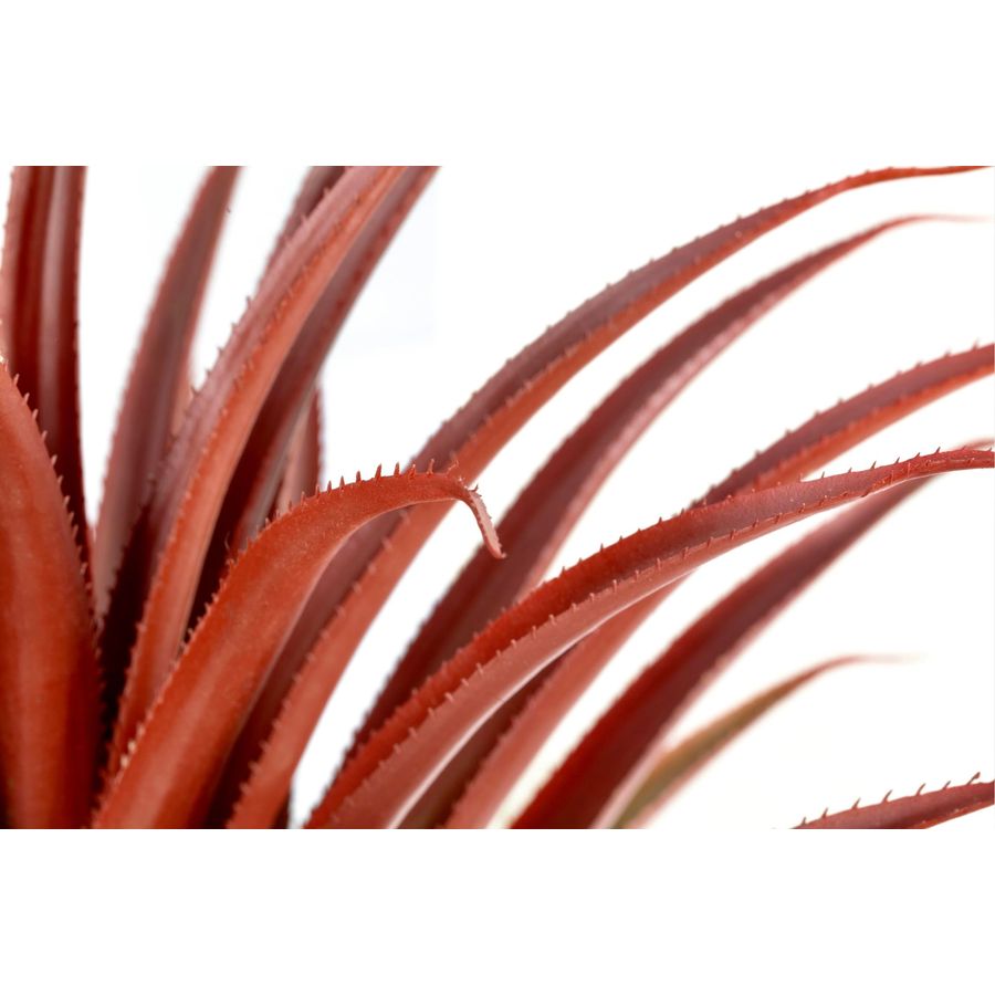 Hyper Realistic Big Red Artifi - đánh giá và giá Aloe Vera Pot