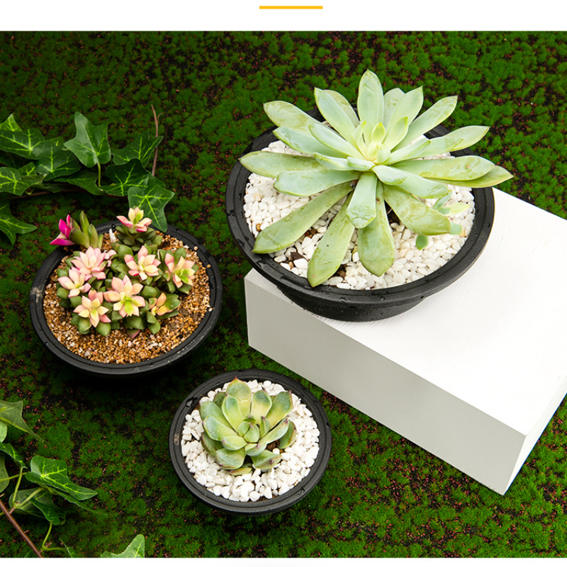 Plastic Round Succulent Flower - đánh giá và giá Echeveria Succulent