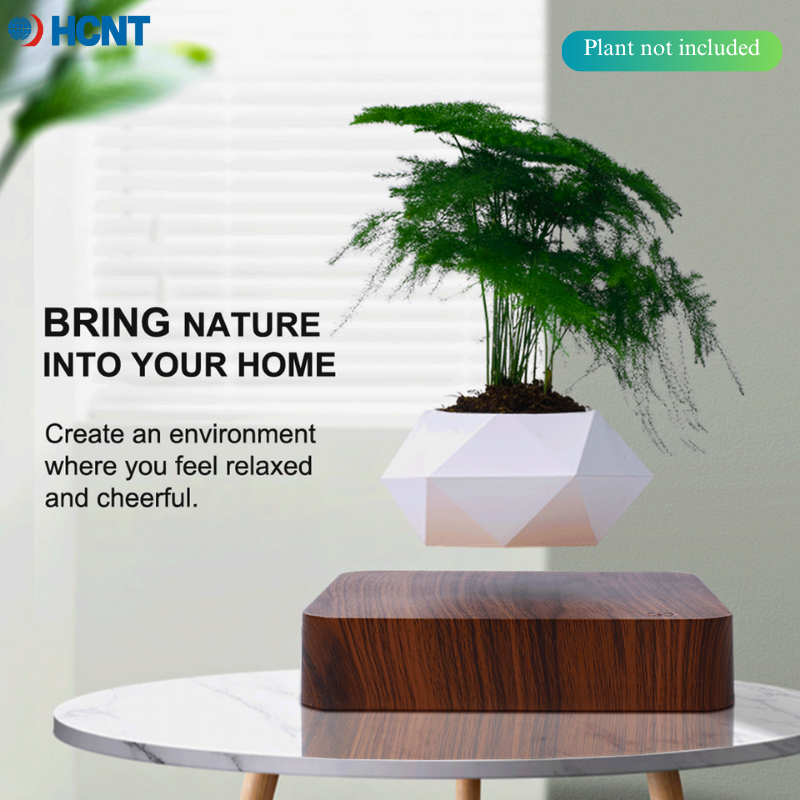 Floating Plant Pot Magnetic Le - đánh giá và giá Echeveria Succulent
