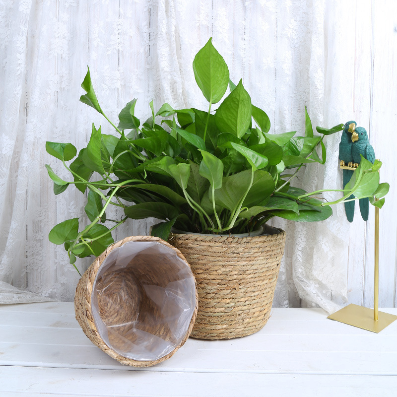Straw Weaving Flower Plant Pot - đánh giá và giá Aloe Vera Pot