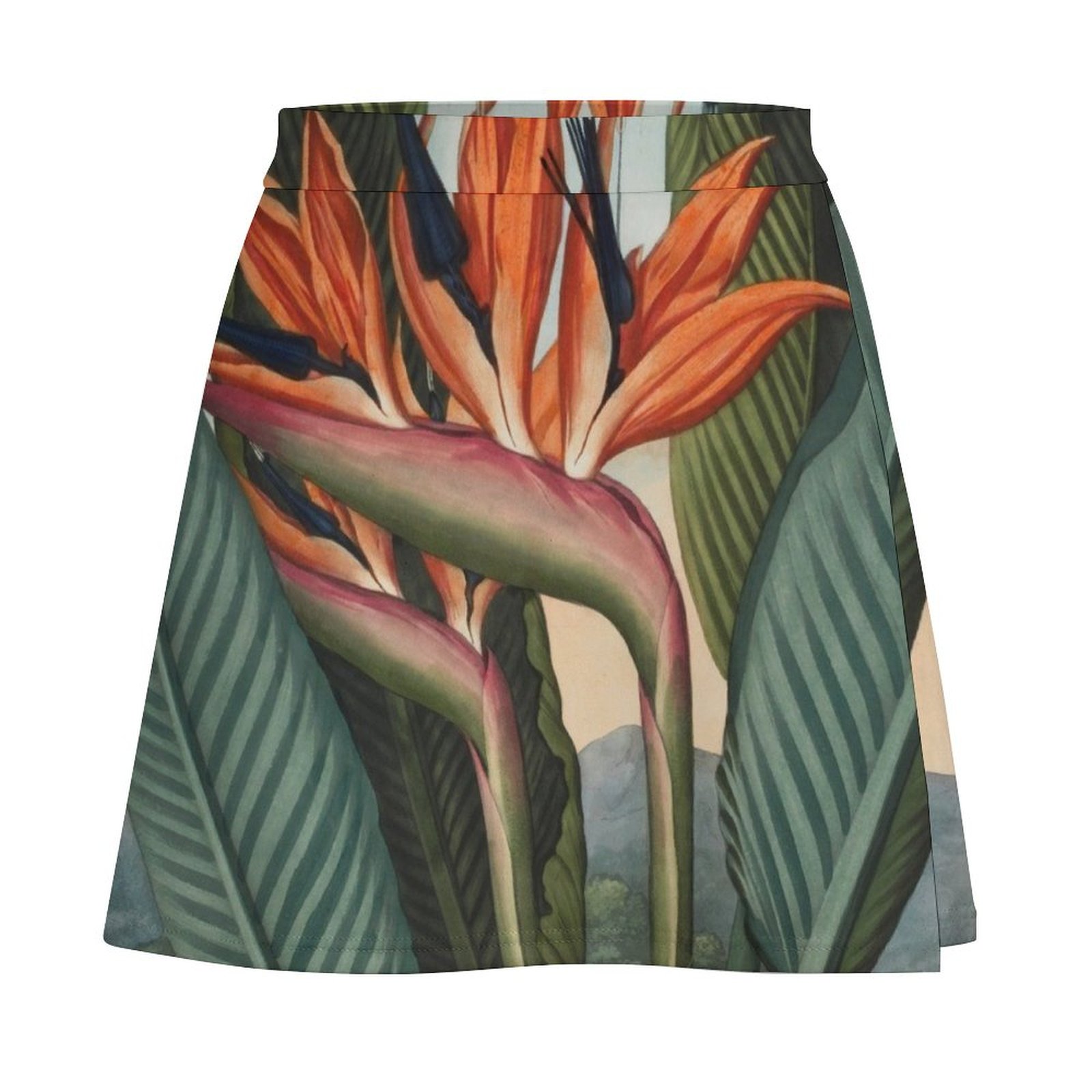 Botanical illustration: Bird o - đánh giá và giá Bird Paradise Strelitzia