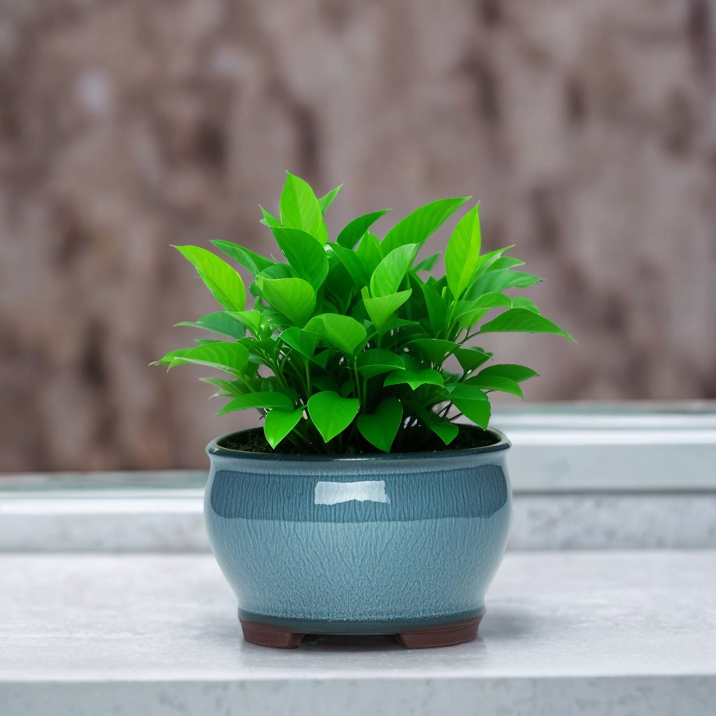Ceramic Garden Planter Pots Ce - đánh giá và giá Aloe Vera Pot