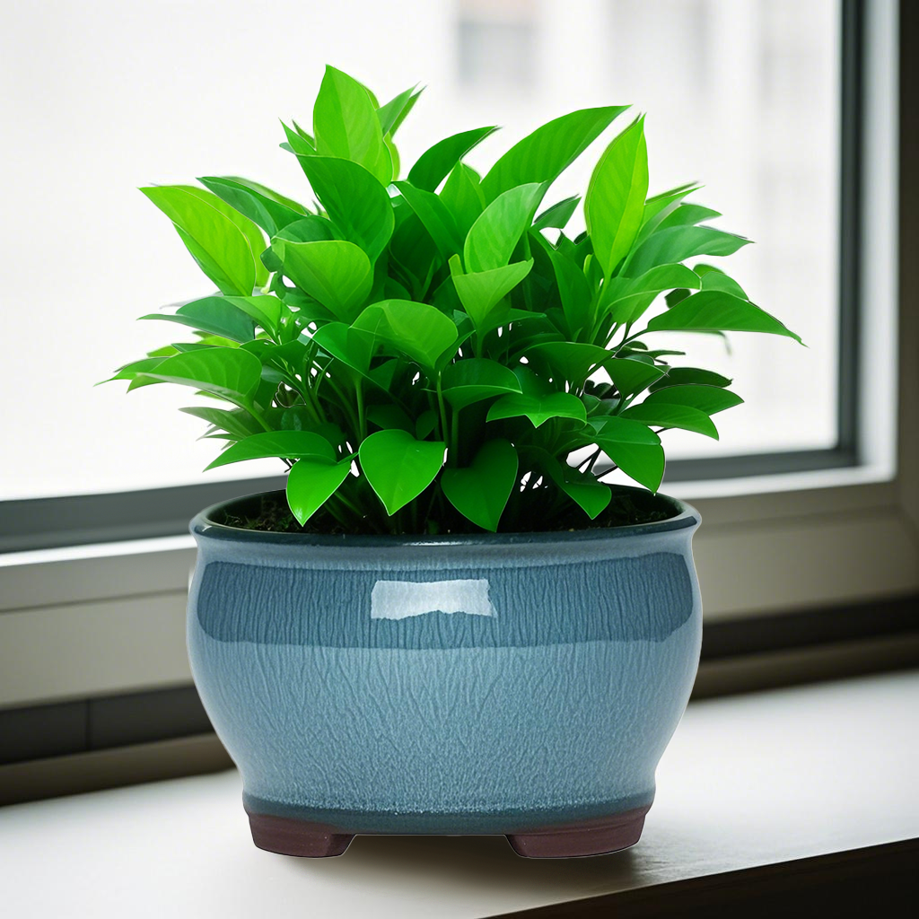Ceramic Garden Planter Pots Ce - đánh giá và giá Aloe Vera Pot
