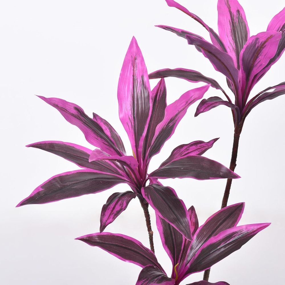 Evergreen Dracaena Marginata,  - đánh giá và giá Dracaena Marginata