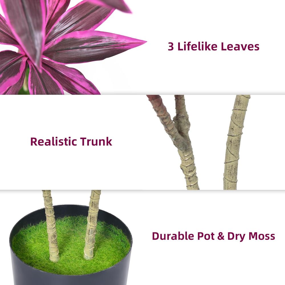 Evergreen Dracaena Marginata,  - đánh giá và giá Dracaena Marginata
