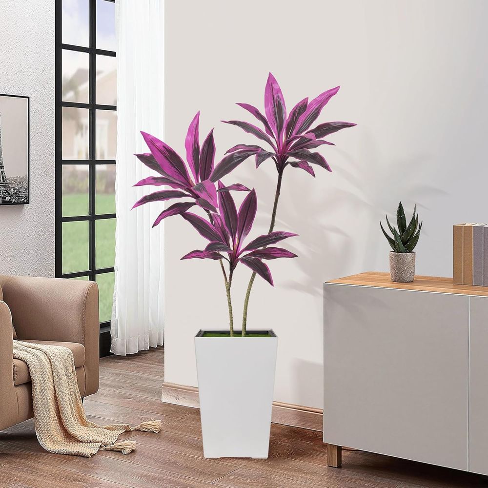 Evergreen Dracaena Marginata,  - đánh giá và giá Dracaena Marginata