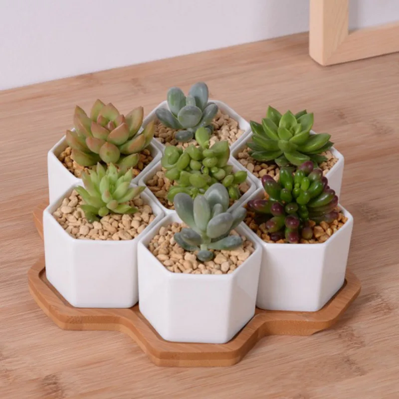 Set of 4/7/9/10 Hexagon Flower - đánh giá và giá Echeveria Succulent