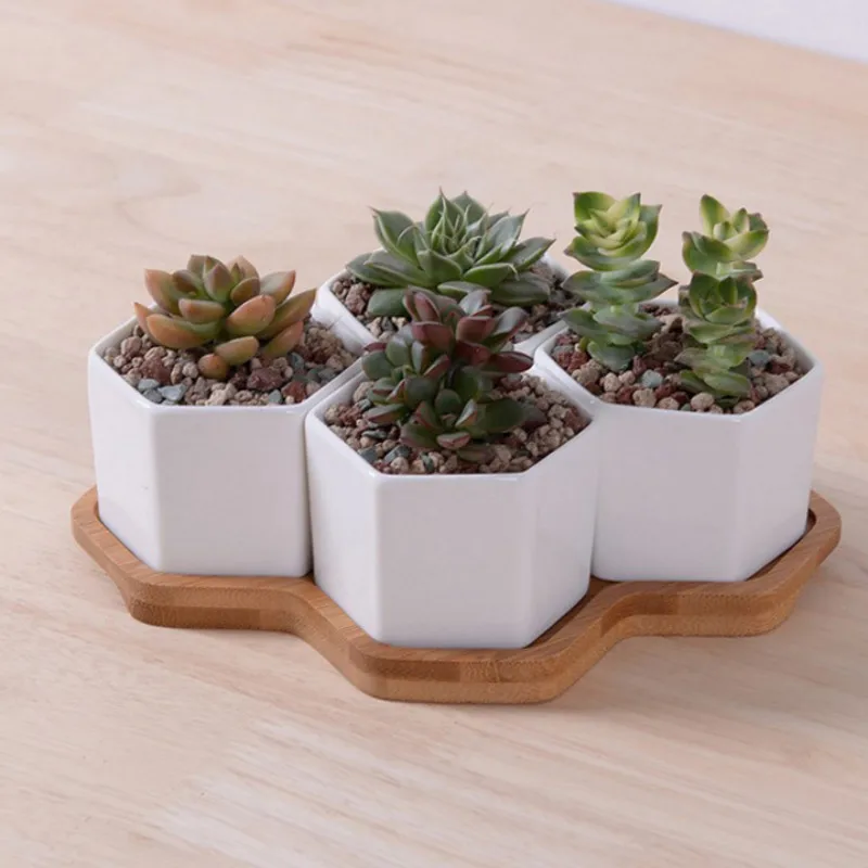Set of 4/7/9/10 Hexagon Flower - đánh giá và giá Echeveria Succulent