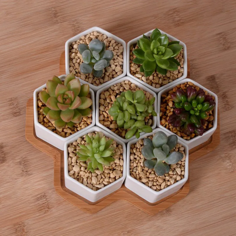 Set of 4/7/9/10 Hexagon Flower - đánh giá và giá Echeveria Succulent