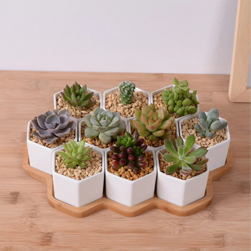 Set of 4/7/9/10 Hexagon Flower - đánh giá và giá Echeveria Succulent